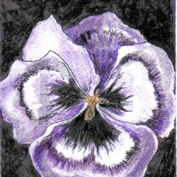 Blume