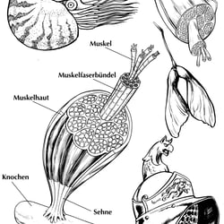 Strichzeichnungen mit Pinsel und Feder