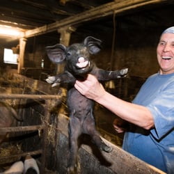 Hällisches Ferkel