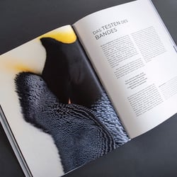 Kapiteleinsteiger „Das Leben der Pinguine“