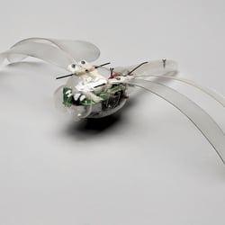 FOTO N K BAUMGARTNER 01