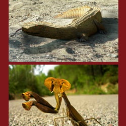 Krokoton – Mantifant