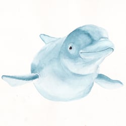 beluga