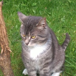 Cat and Nature 6