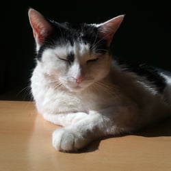 Bastet