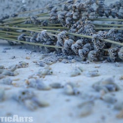 Lavendel