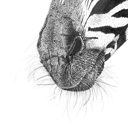 Grevyzebra
