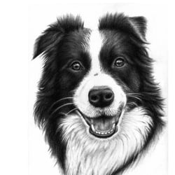 Border Collie