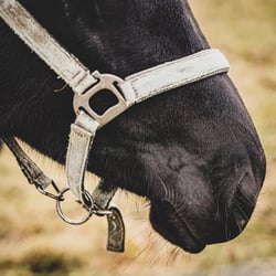 NOSE – PFERD – HORSE