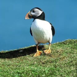 02-puffin-shetlands