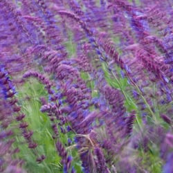 Wind