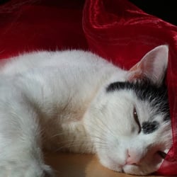 Bastet Experience in RED 03