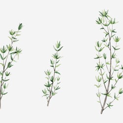 suzana-mujakovic-thyme-watercolour-illustration