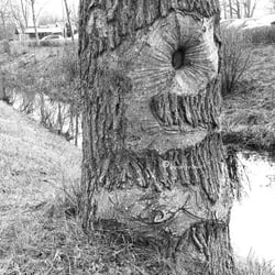 Bäume Jan. 2014