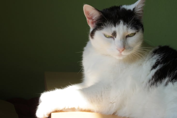 Bastet the Cat 2012 Teil 06