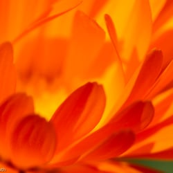 Blumenbild (13 von 60)