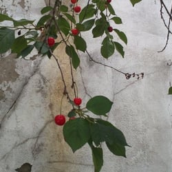 Kirschbaum 07