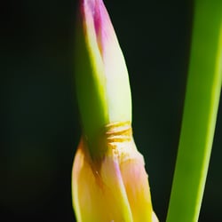 Botany 3