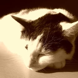 Bastet in Sepia No. 04