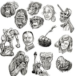 Gorilla (Sachbuch)