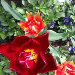 Flowers 18