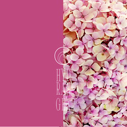 hydrangea