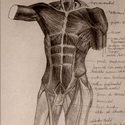 Studie nach Gottfried Bammes