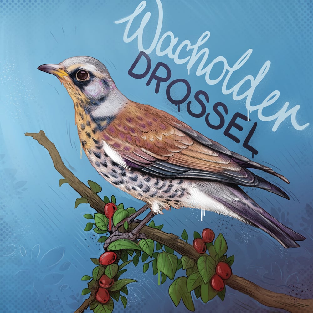 22-Insta-Wacholderdrossel-02