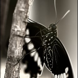 Papilio