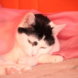 Bastet in ROSA 02