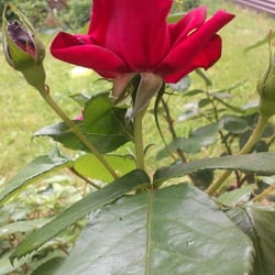 RED Roses 02