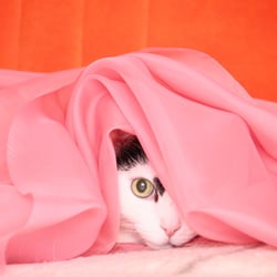 Bastet the Cat 2012 Teil 04