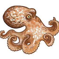 oktopus
