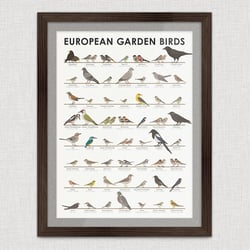 Identification Chart European Garden Birds