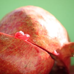 Granatapfel November 2012