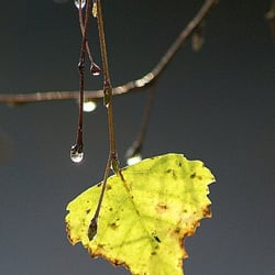 Regentropfen