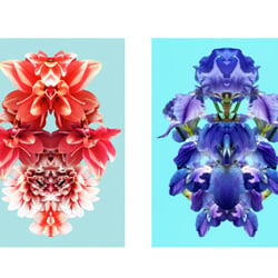 „Flowers on Speed“ 6, digital collage