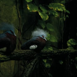 Maronenbrust-Krontauben, Kölner Zoo