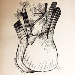 VerenaFaeth Fennel Ink