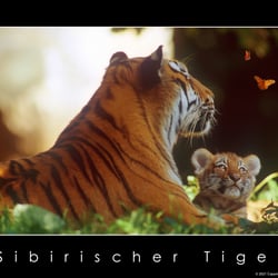 Sibirischer Tiger