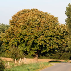 Baum bei Münstedt