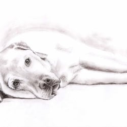 Labrador, Sepia-Kohle