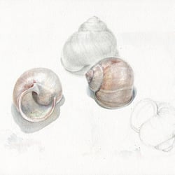 Studie Schneckenhäuser