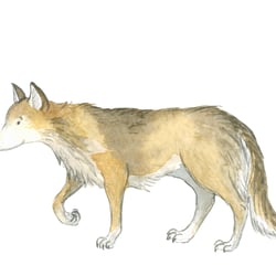Wolf