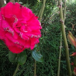 Natur 2012 Blumen Rosen