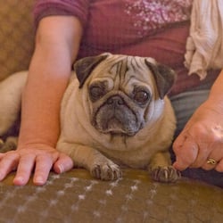 mensch und mops 12