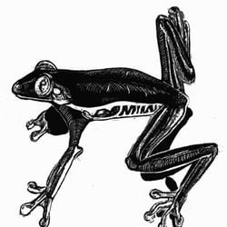 treefrog – Scraper Board, Animal Illustration;  Baumfrosch – Kratztechnik, Tierillustration