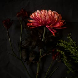Styling und Fotografie: Crysantheme