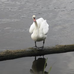 Swan 3