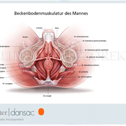 Männliche Beckenbodenmuskulatur